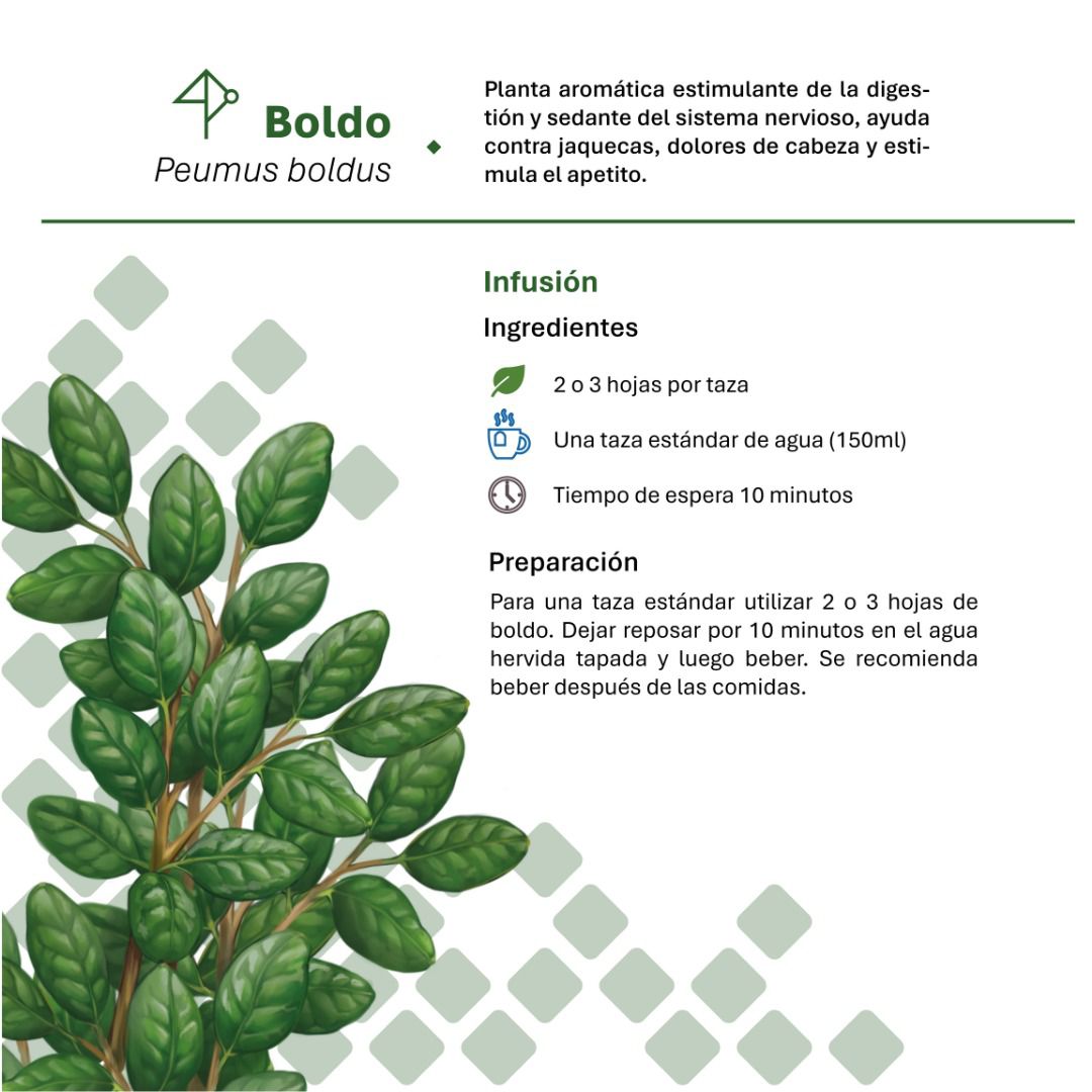 Guía de Plantas medicinales - Descarga gratuita - Imagen 2