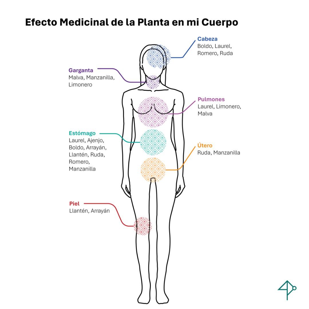 Guía de Plantas medicinales - Descarga gratuita - Imagen 3